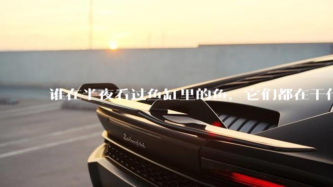 谁在半夜看过鱼缸里的鱼，它们都在干什么？